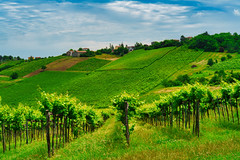 Rural landscape in the Oltrepo Pavese, Pavia, Italy