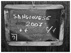 Sangiovese Sleeping