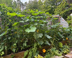 Squash and Blossoms