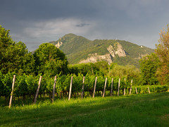 Vineyards of Franciacorta, Brescia province, Italy, at June