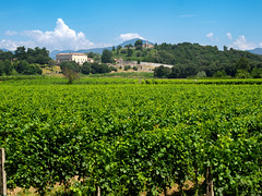 Vineyards of Franciacorta near Cazzago San Martino, Brescia province, Italy, at June