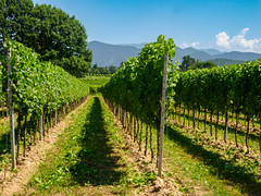 Vineyards of Franciacorta near Passirano, Brescia province, Italy, at June