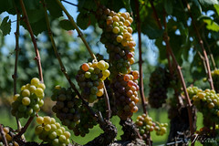 Willow Creek Winery #2