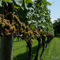 Willow Creek Winery #3
