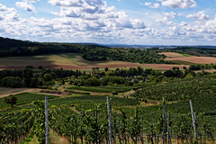 A Sea of Green in Wine Country