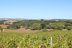 Balcon de vignes sur le bocage