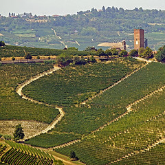 Barbaresco, Piemonte, Italia