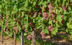 Grapes - Uvas - Raisins