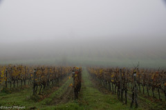 In collina Chiantigiana