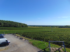 La Cantina's vineyard