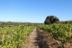 La viticulture : un travail sur la longueur...