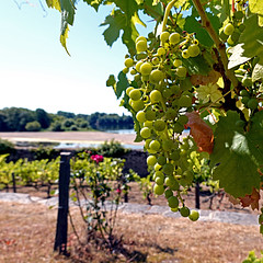 Le Clos des Vignes, Angers, France