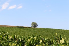 Le solitaire du vignoble
