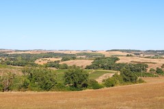 Les terres dorées de Pardailhan