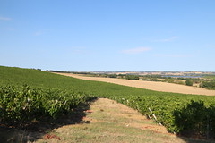 Mer de vignes