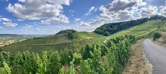 Moselle Vineyards