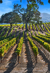 Oaks and Rows