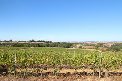 Par-delà le vignoble...