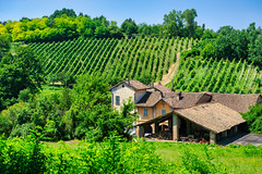 Summer landscape on the hills of Oltrepo Pavese, Pavia province, Italy