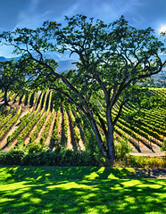 Sun and Shadows in the Vineyard