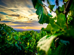 Sunset in the Vineyard