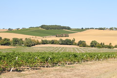 Terre de vin