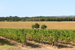 Un paysage au cordeau