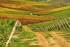 Vinhas de Alenquer