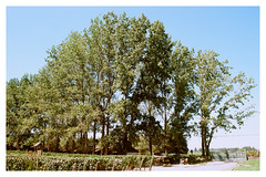 the trees of Viu Manent, off San Carlos.