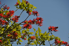 15366 DSC_0006 Flame tree at winery