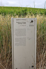 Castelo de Valongo - Évora