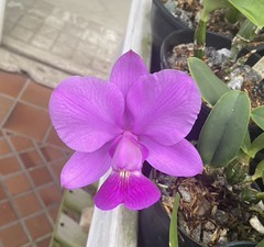 Cattleya walkeriana ‘Tiazinha’