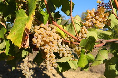 De l'or en grappes