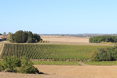 Dégradé de vignes
