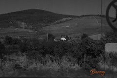 Distrito de Tokaj, viñedos