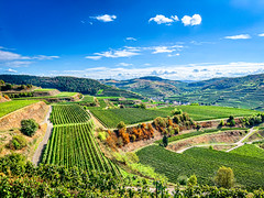 Eichelspitze im Kaiserstuhl
