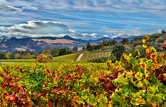 Fall Vineyard View