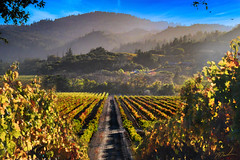 Fall in the Vineyards 1