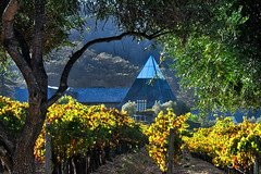 Fall in the Vineyards 2