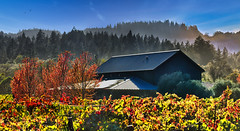 Fall in the Vineyards 3