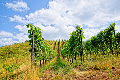 Grapes and more #2