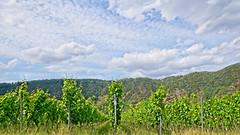 Grapes and more