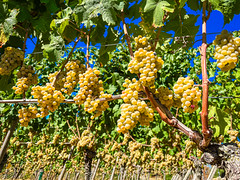 Grapes on the Vine