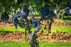 Grapevines