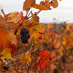 Grappe de raisin