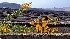 La Geria in background