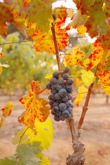 Late Harvest