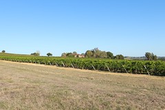 Lignes de vignes...