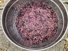 Making wine from my Black Hamburg grapes