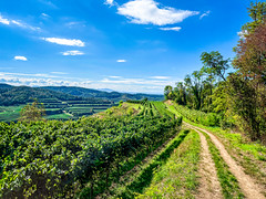 Mondhalde im Kaiserstuhl
